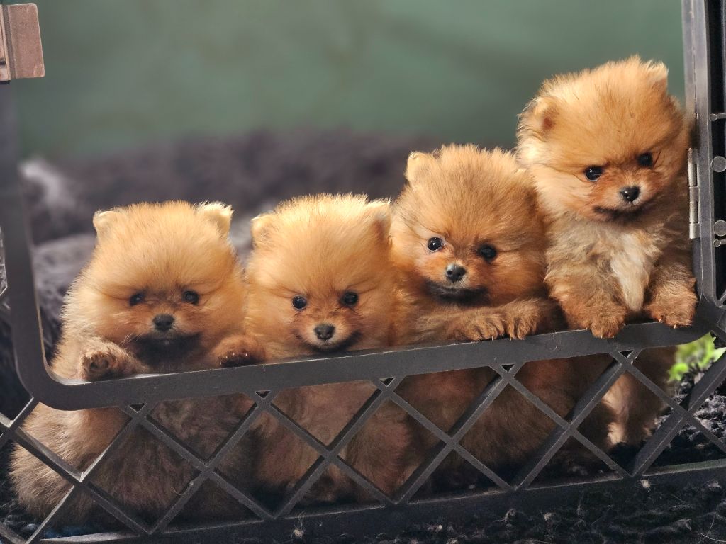 chiot Spitz allemand du chemin de la belle etoile