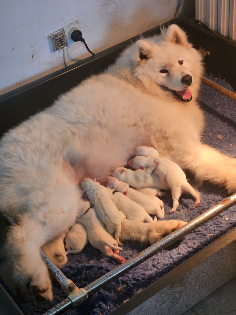 chiot Samoyède du chemin de la belle etoile