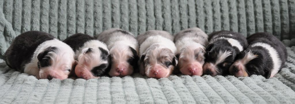 chiot Berger Australien du chemin de la belle etoile