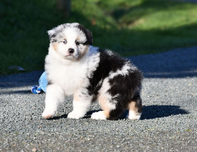 Mâle bleu merle 2