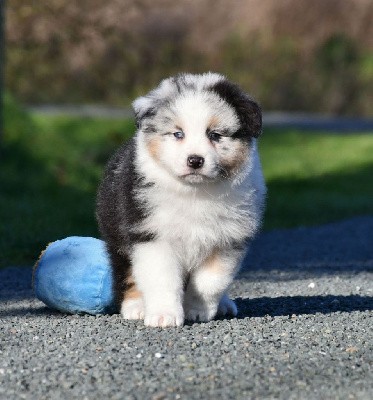 Mâle bleu merle 2