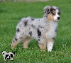 Mâle Bleu Merle