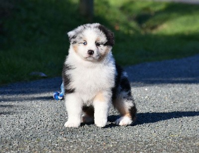 Mâle bleu merle 2