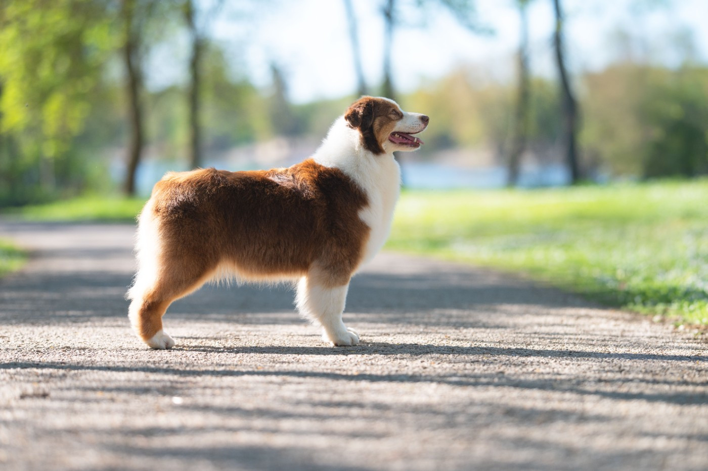Set fire to the rain du chemin de la belle etoile