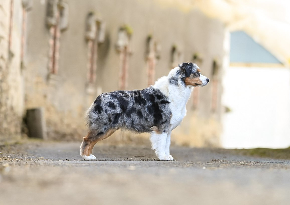 Up jump tha boogie du chemin de la belle etoile