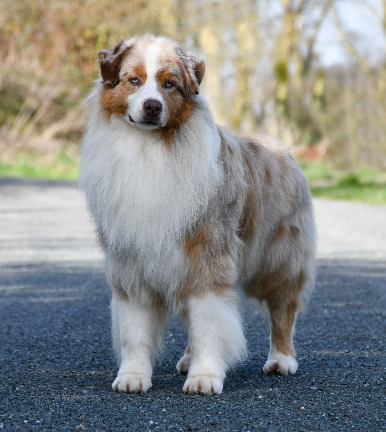 Rag'n bone man du chemin de la belle etoile