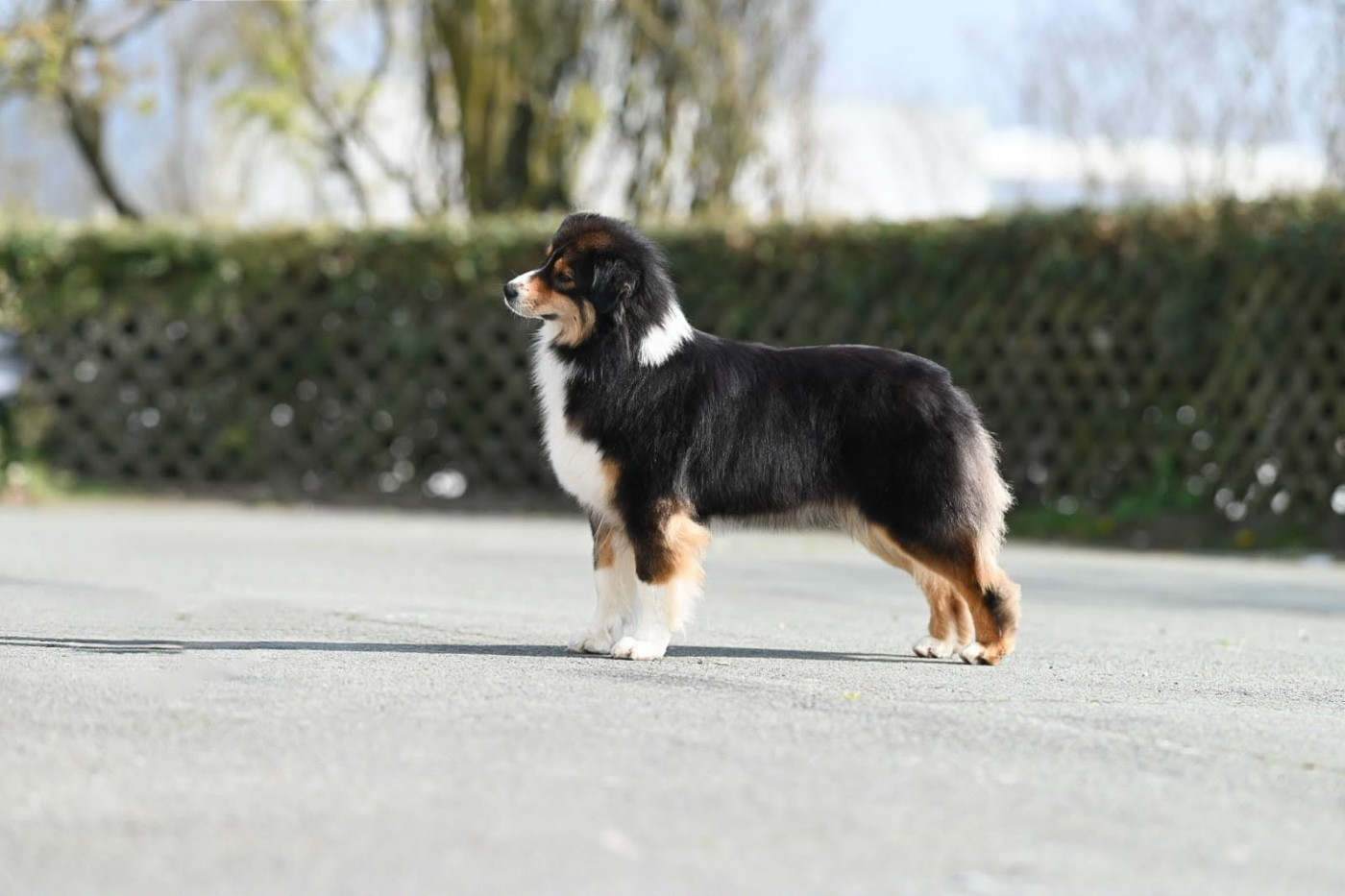 Valkyrie du chemin de la belle etoile