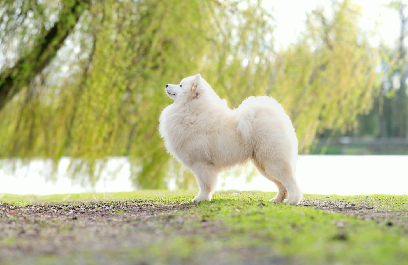 zvyozdnyi mir Chicago fire