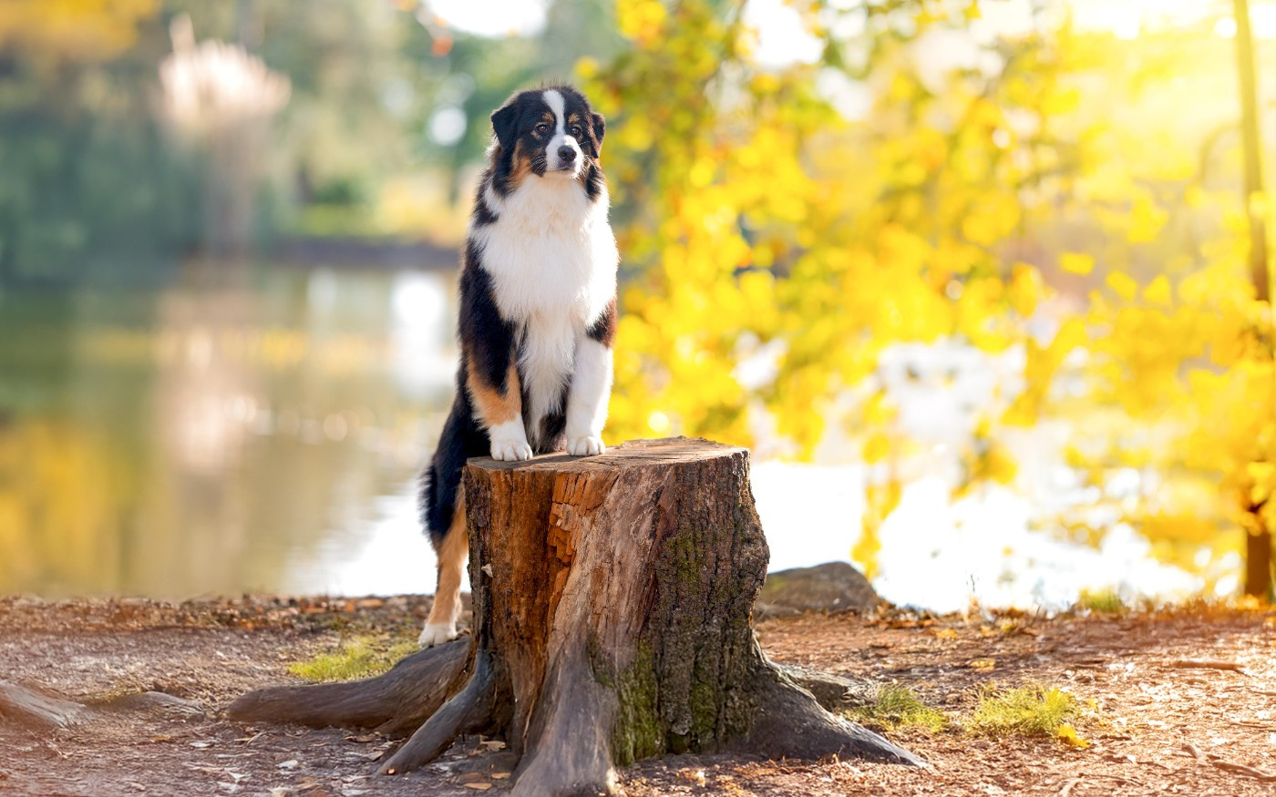 As de coeur du chemin de la belle etoile