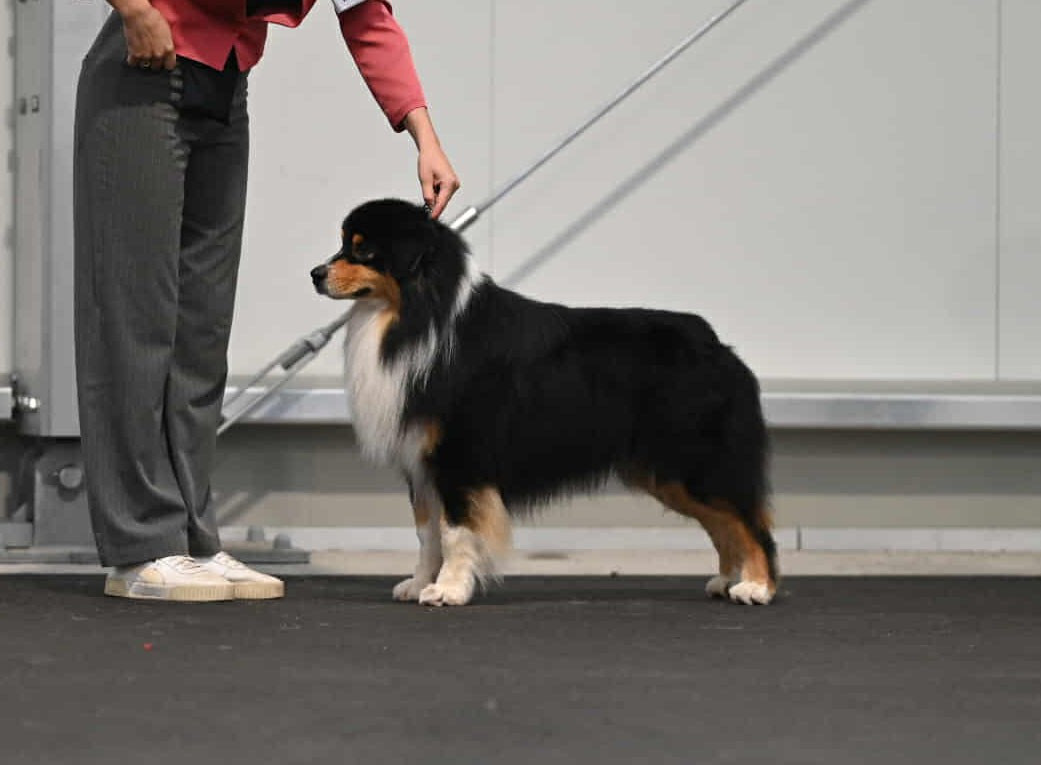 Valentino du chemin de la belle etoile