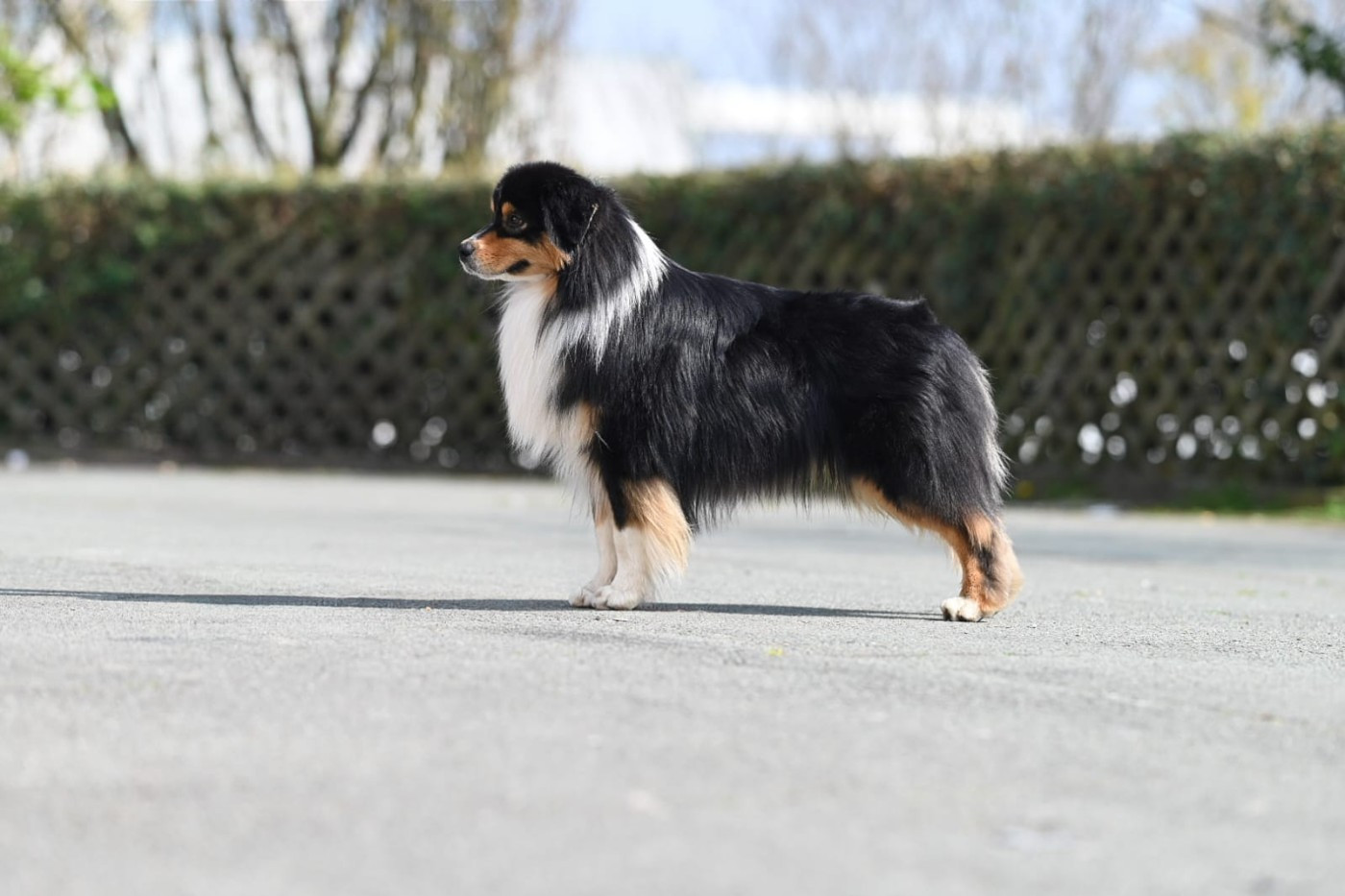 Valentino du chemin de la belle etoile