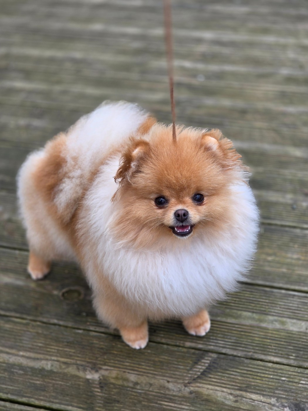 orchide in blossom Unique