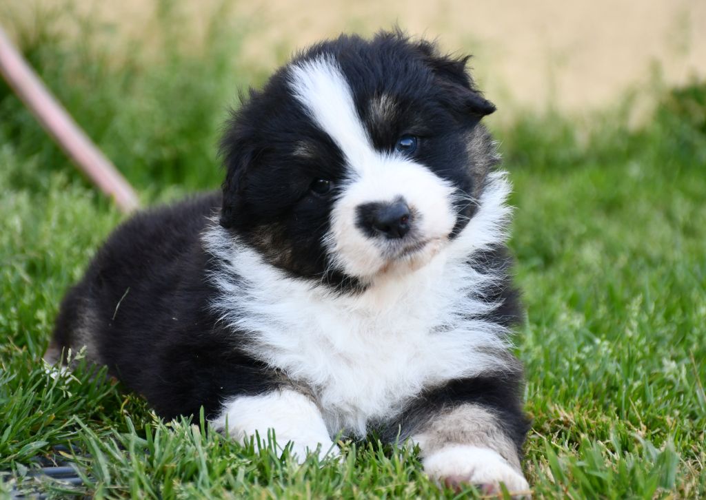 du chemin de la belle etoile - Chiots disponibles - Berger Australien