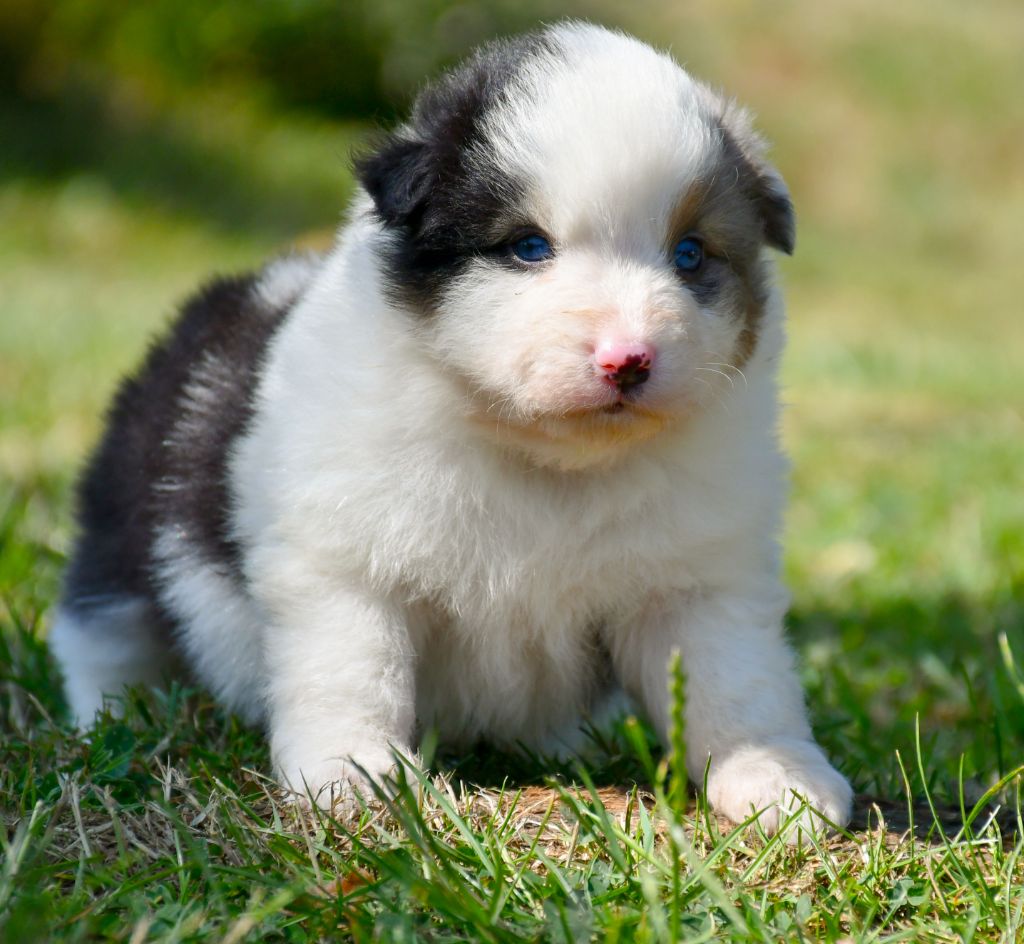 du chemin de la belle etoile - Chiots disponibles - Berger Australien