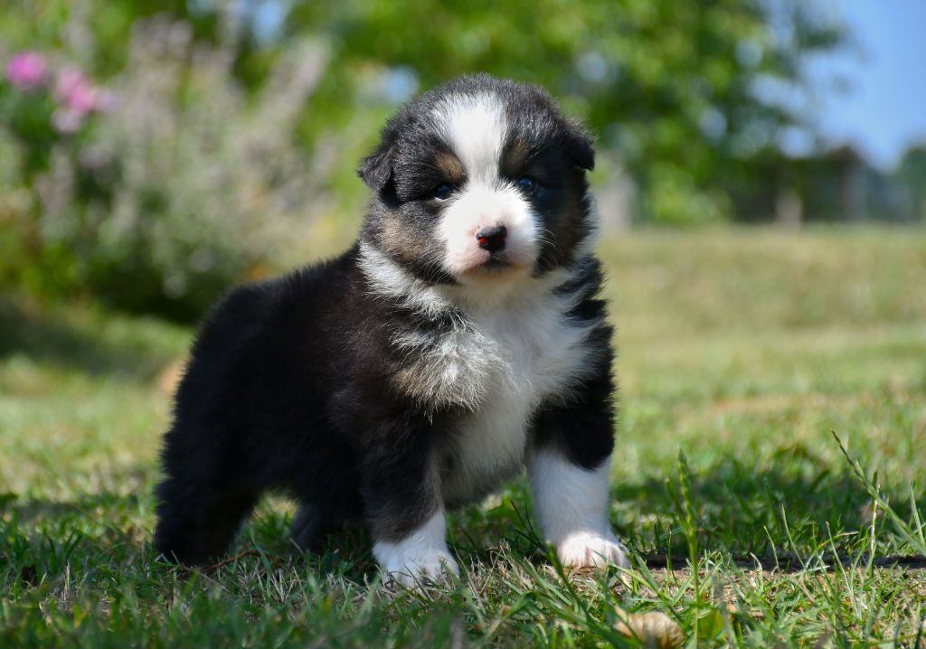 du chemin de la belle etoile - Chiots disponibles - Berger Australien
