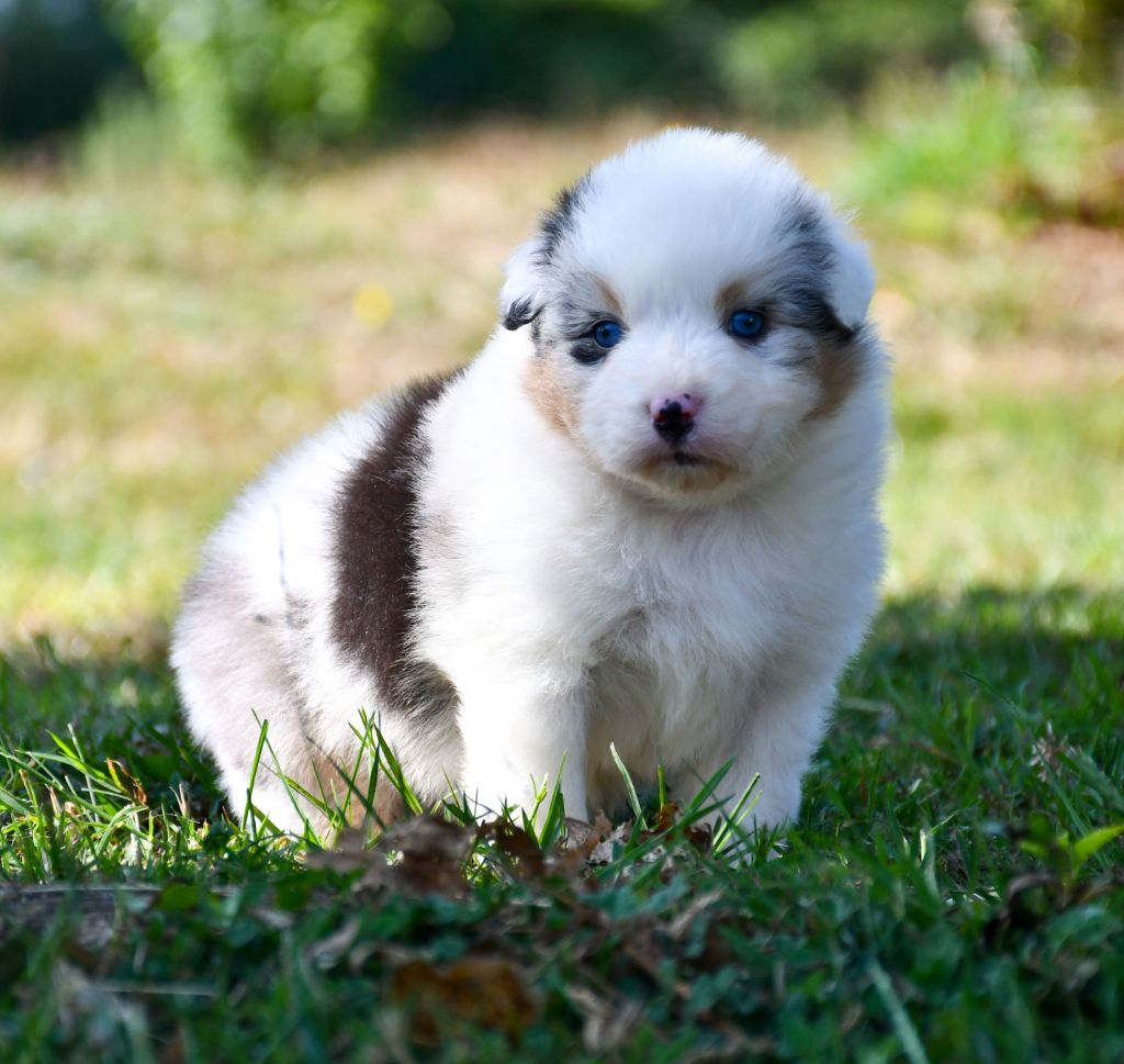 du chemin de la belle etoile - Chiots disponibles - Berger Australien
