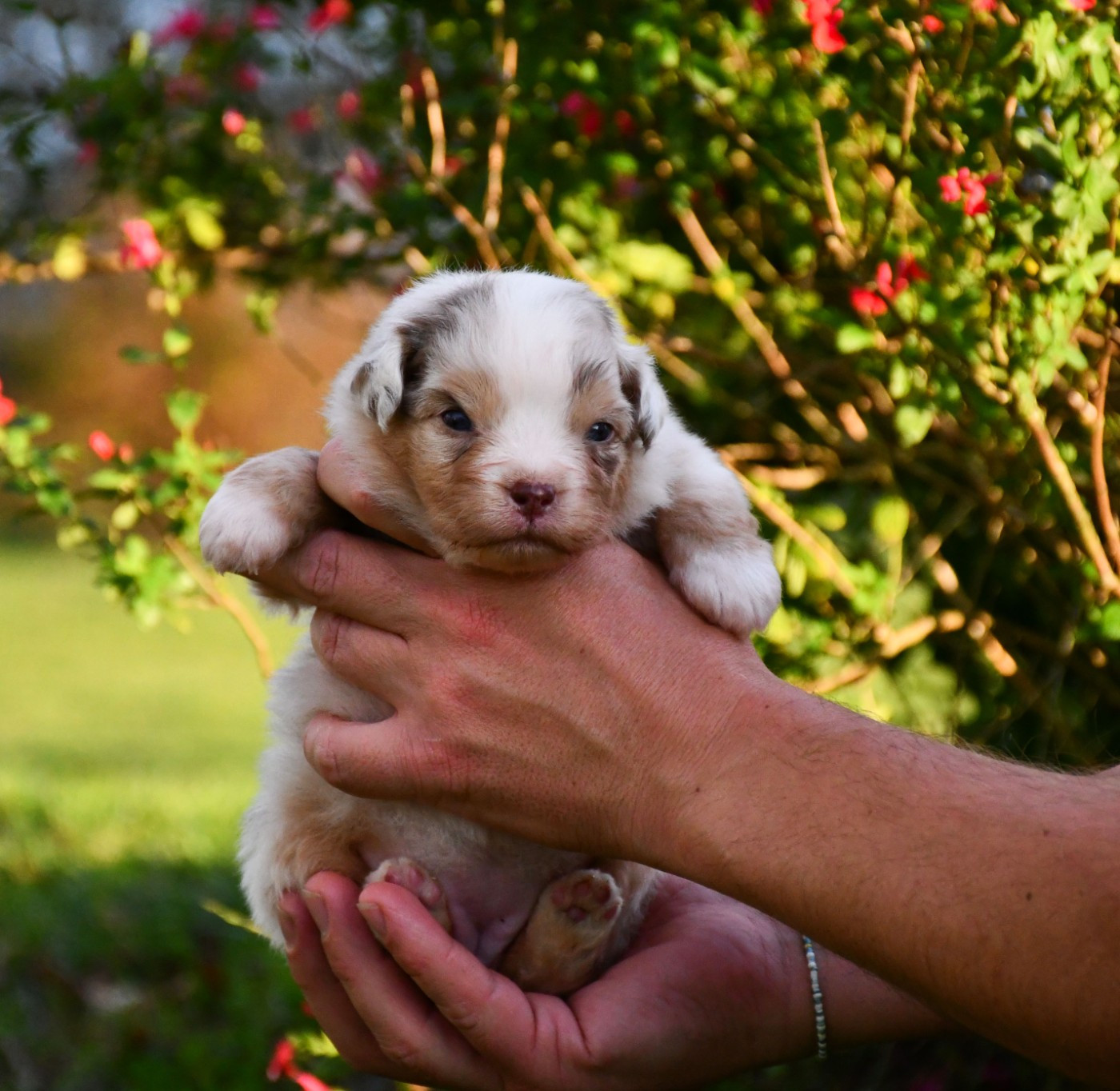 du chemin de la belle etoile - Berger Australien - Portée née le 20/10/2025