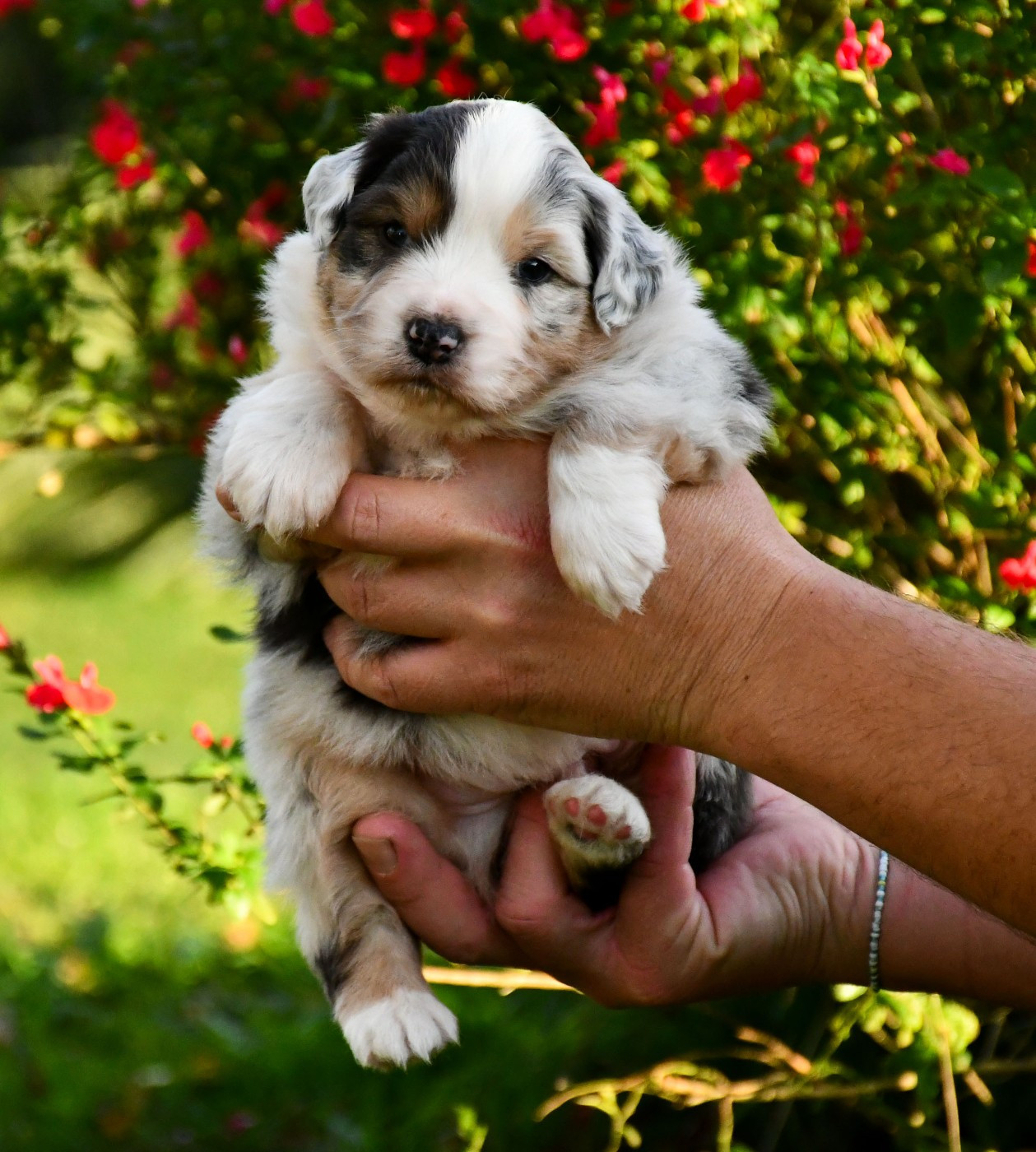 du chemin de la belle etoile - Chiots disponibles - Berger Australien