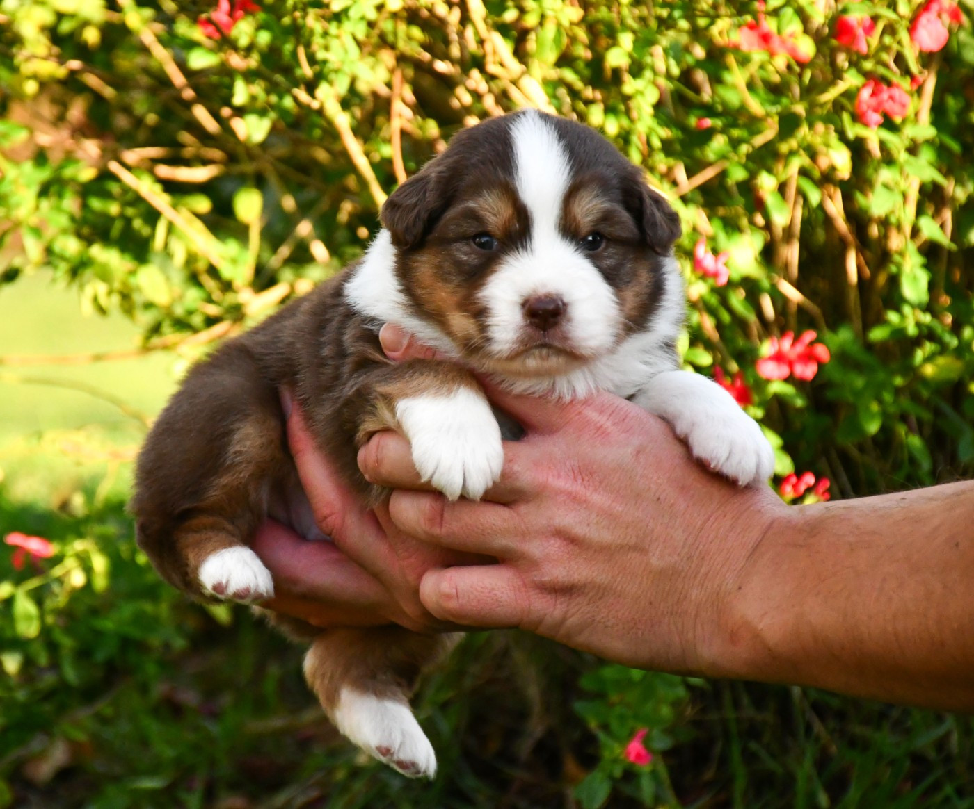 du chemin de la belle etoile - Chiots disponibles - Berger Australien