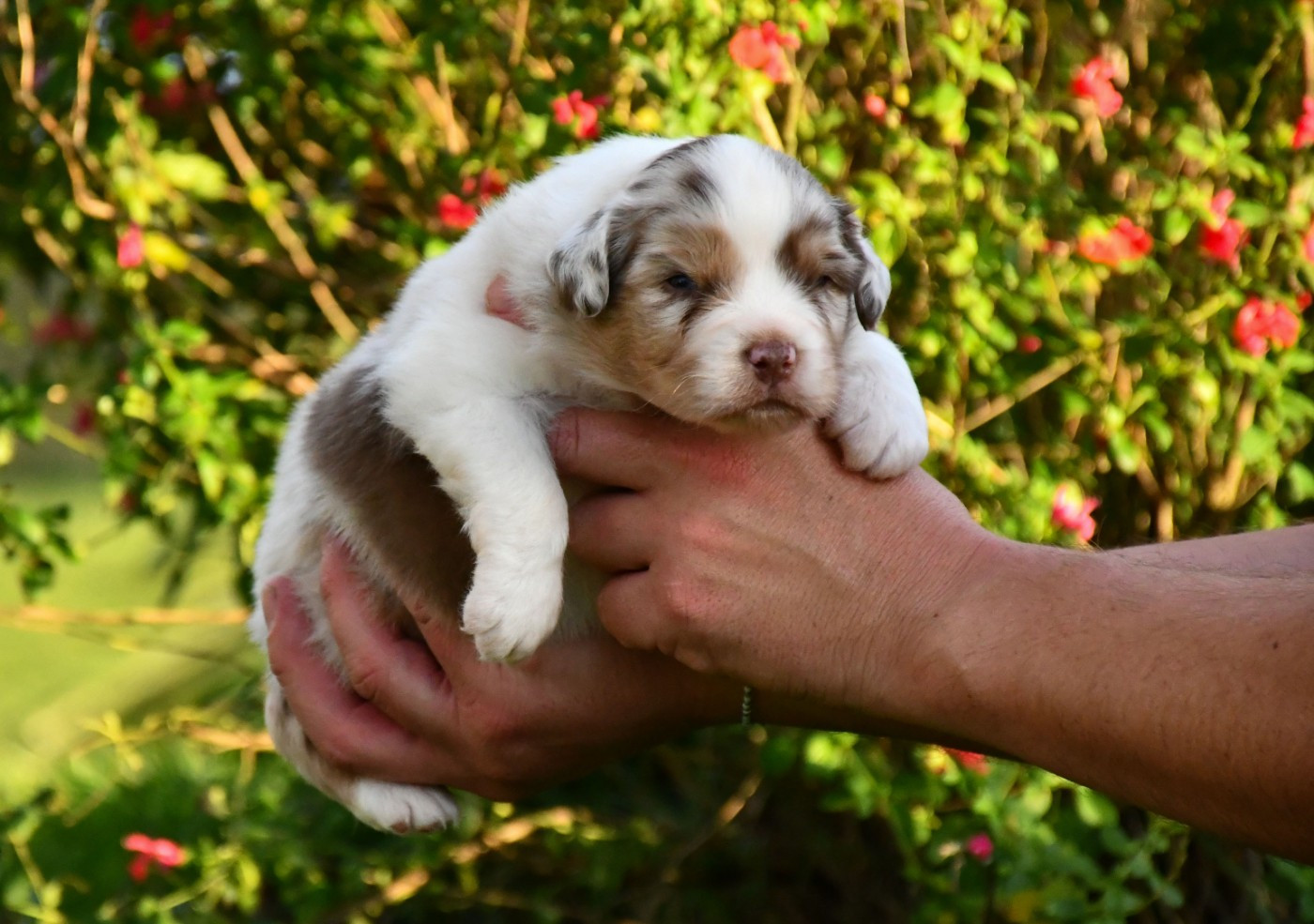 du chemin de la belle etoile - Chiots disponibles - Berger Australien