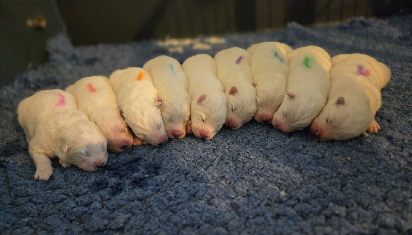 du chemin de la belle etoile - Samoyède - Portée née le 17/11/2025