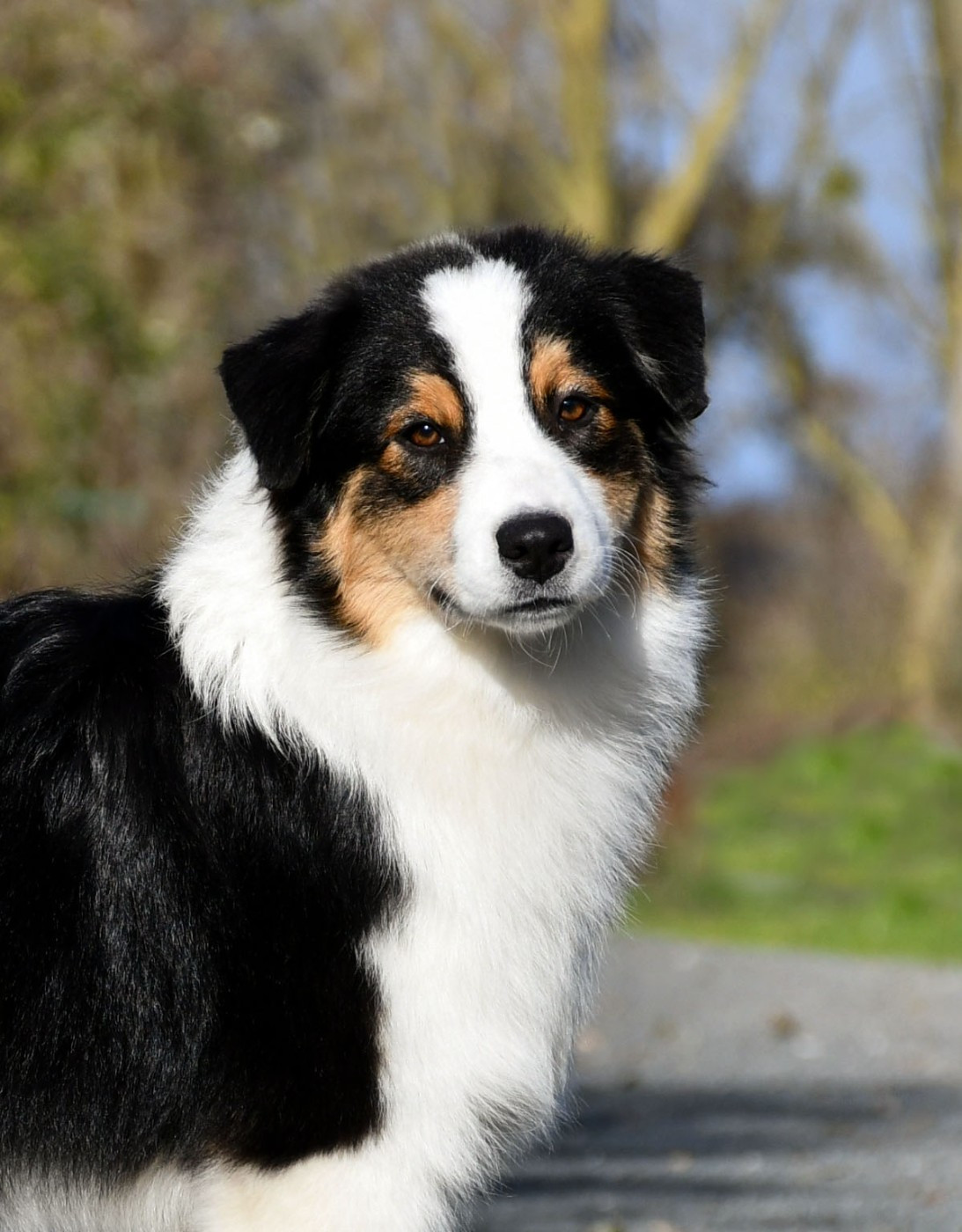 du chemin de la belle etoile - Chiots disponibles - Berger Australien