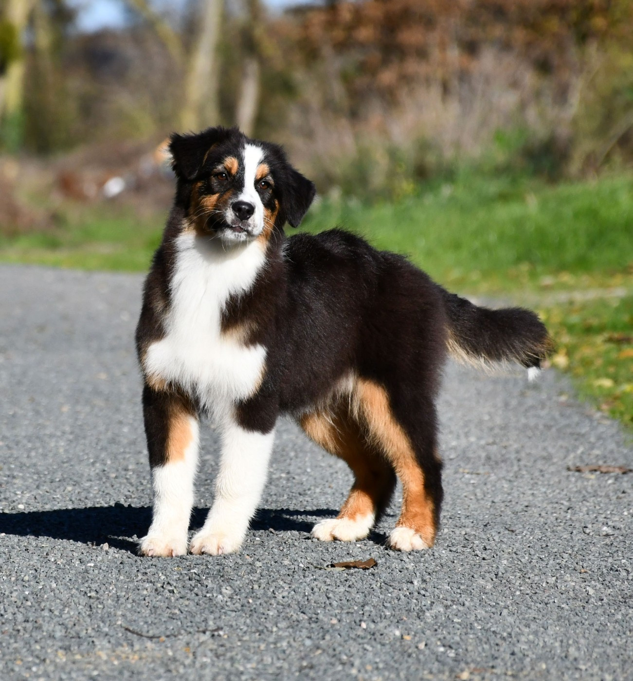 du chemin de la belle etoile - Chiots disponibles - Berger Australien