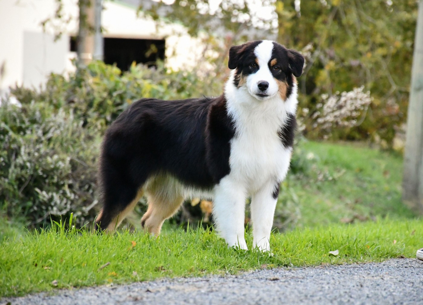 du chemin de la belle etoile - Chiots disponibles - Berger Australien