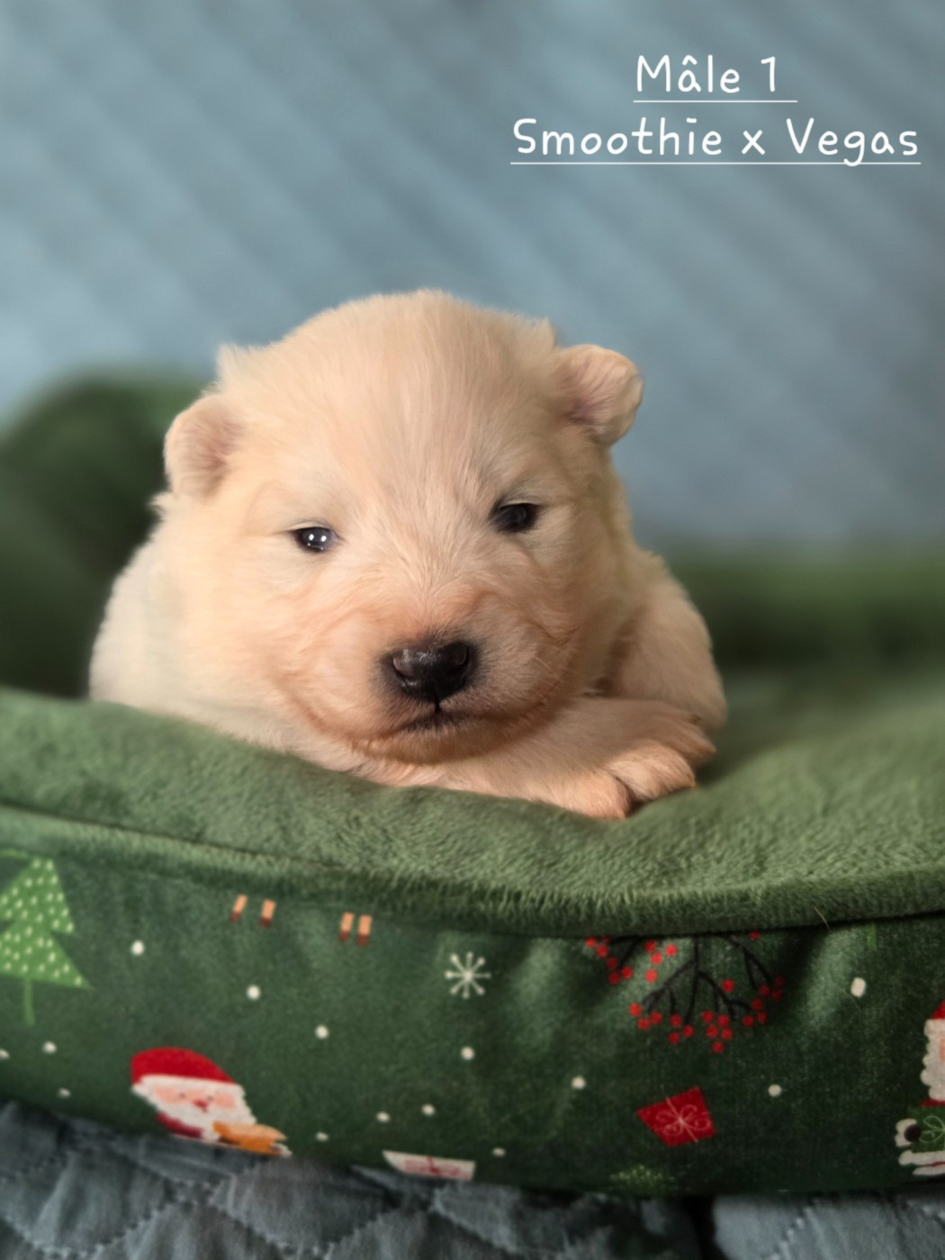 du chemin de la belle etoile - Chiots disponibles - Samoyède
