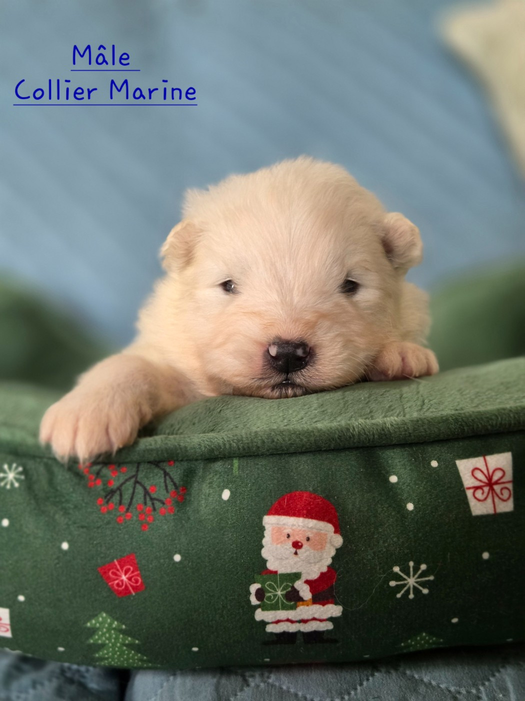 du chemin de la belle etoile - Chiots disponibles - Samoyède