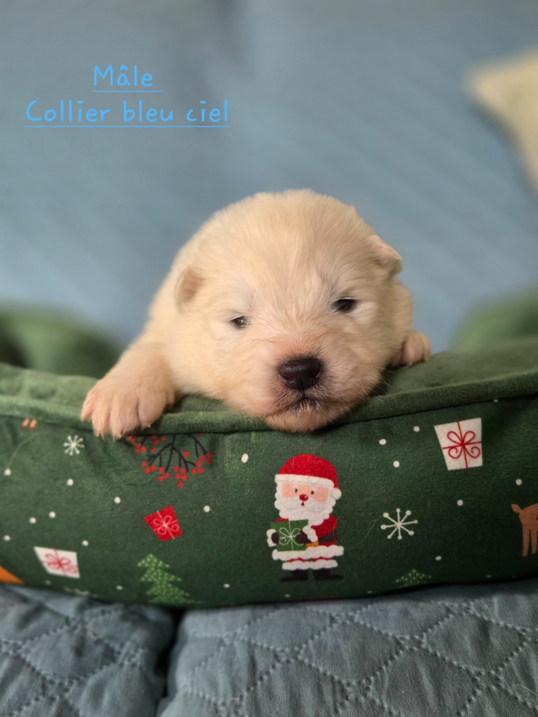 du chemin de la belle etoile - Chiots disponibles - Samoyède