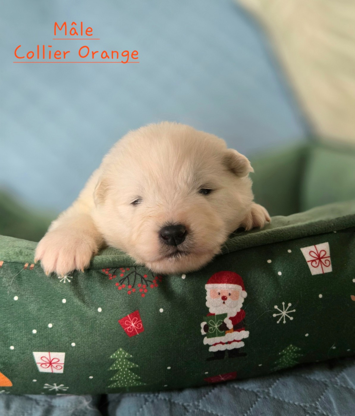 du chemin de la belle etoile - Chiots disponibles - Samoyède