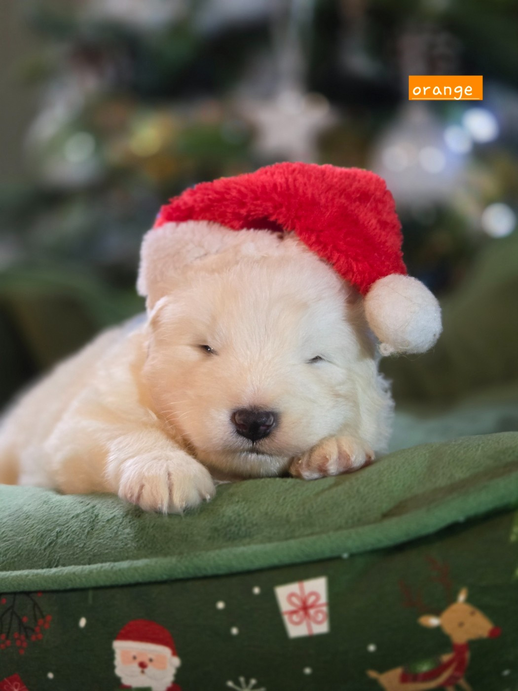 du chemin de la belle etoile - Chiots disponibles - Samoyède