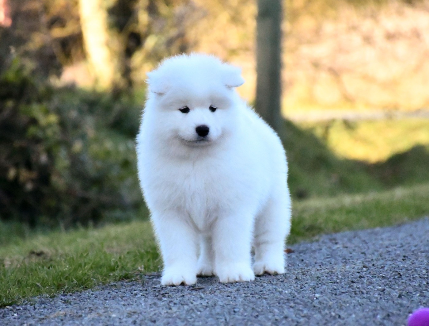 du chemin de la belle etoile - Chiots disponibles - Samoyède