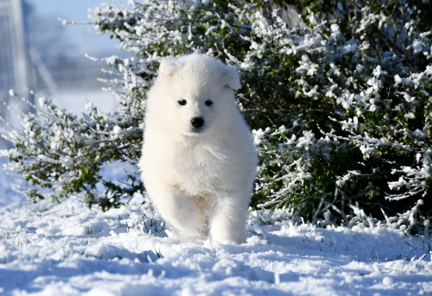 du chemin de la belle etoile - Chiots disponibles - Samoyède