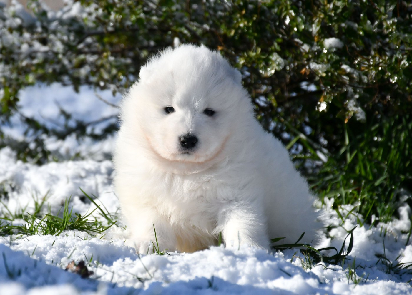 du chemin de la belle etoile - Chiots disponibles - Samoyède