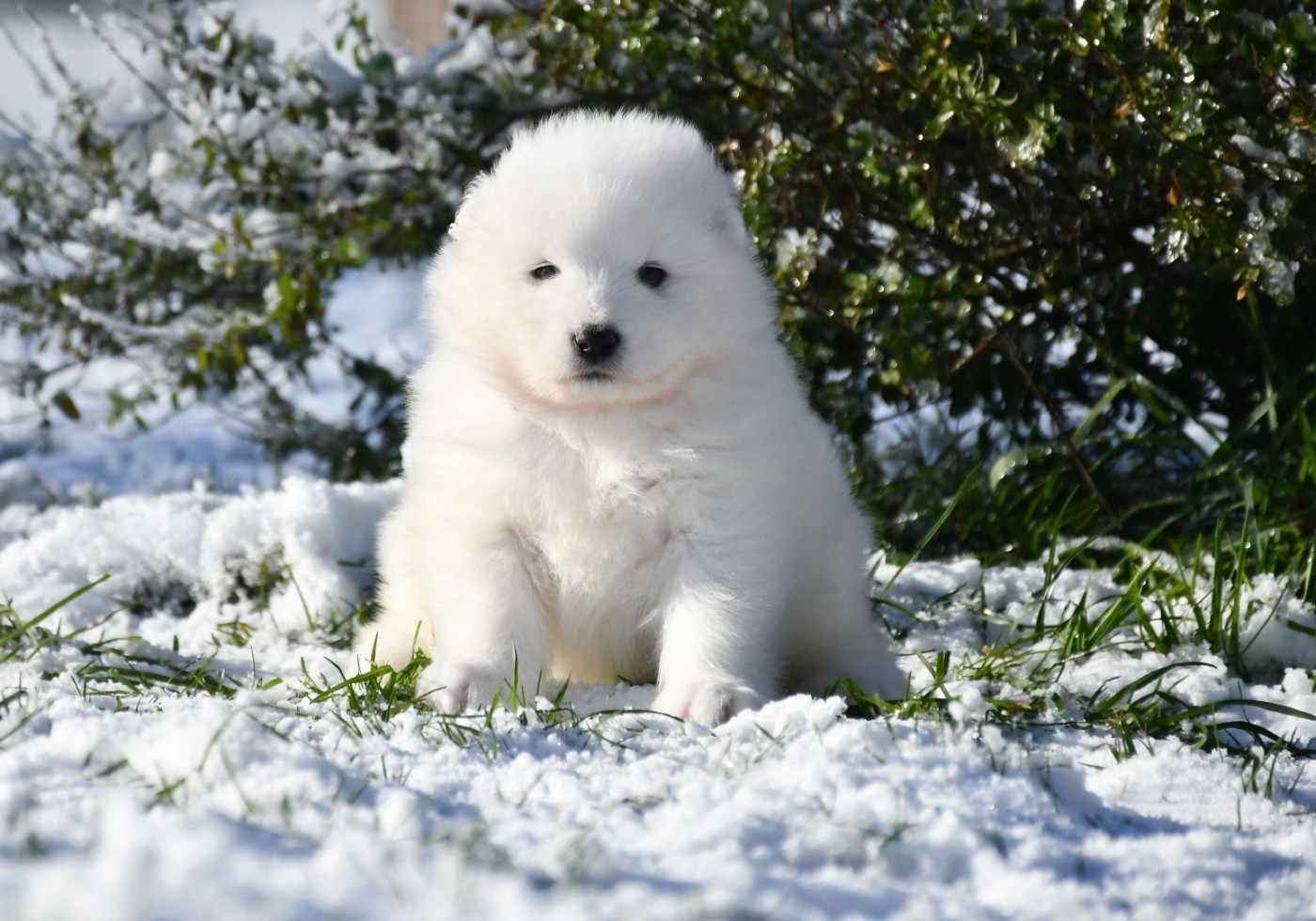 du chemin de la belle etoile - Chiots disponibles - Samoyède