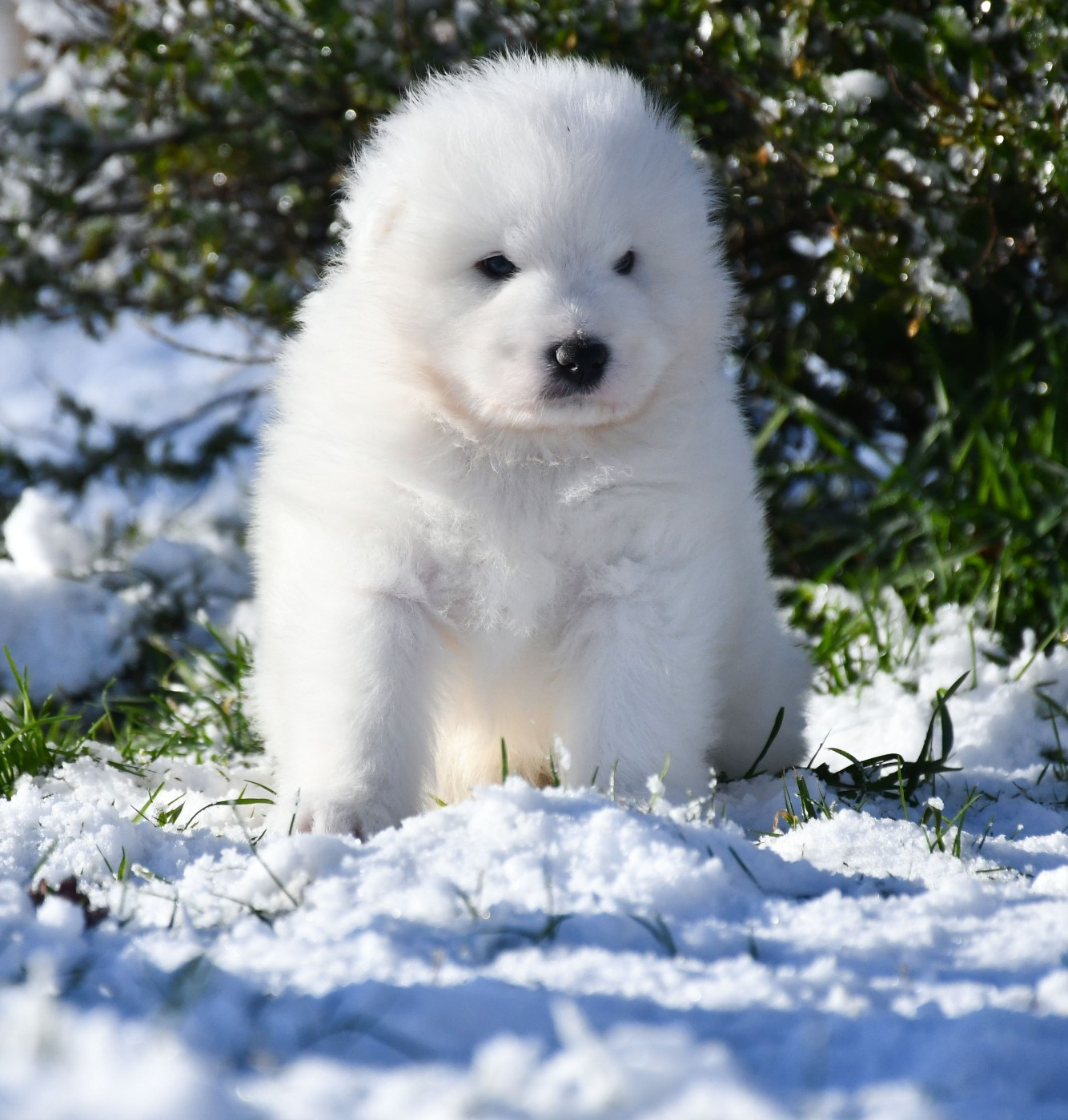 du chemin de la belle etoile - Chiots disponibles - Samoyède