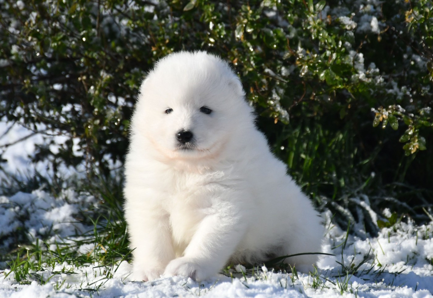 du chemin de la belle etoile - Chiots disponibles - Samoyède