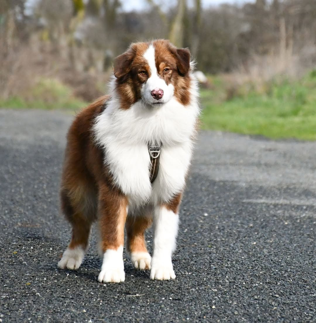 du chemin de la belle etoile - Chiots disponibles - Berger Australien