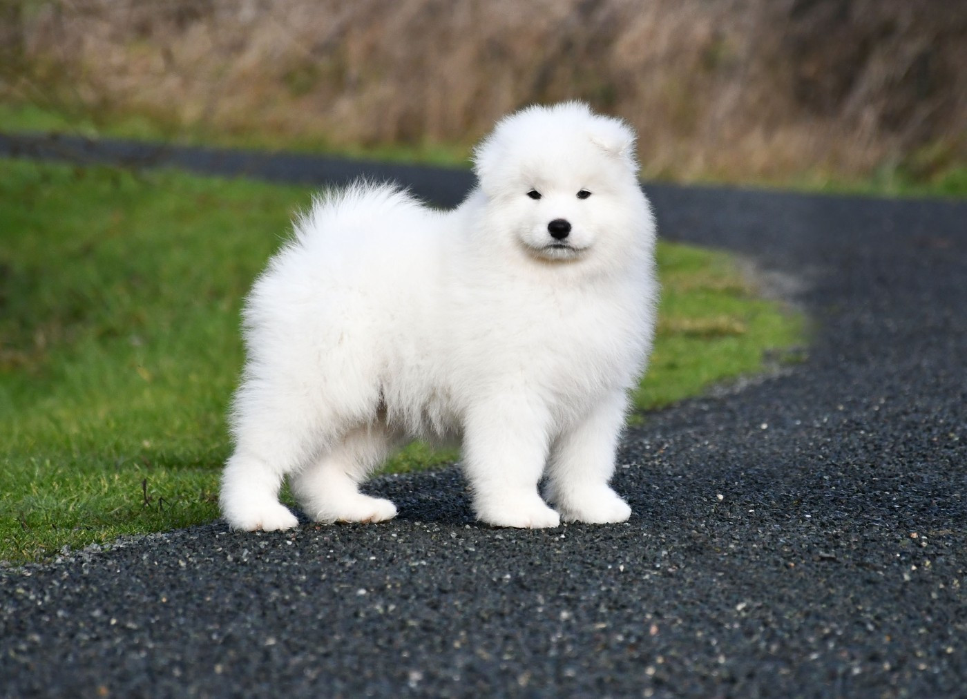 du chemin de la belle etoile - Chiots disponibles - Samoyède