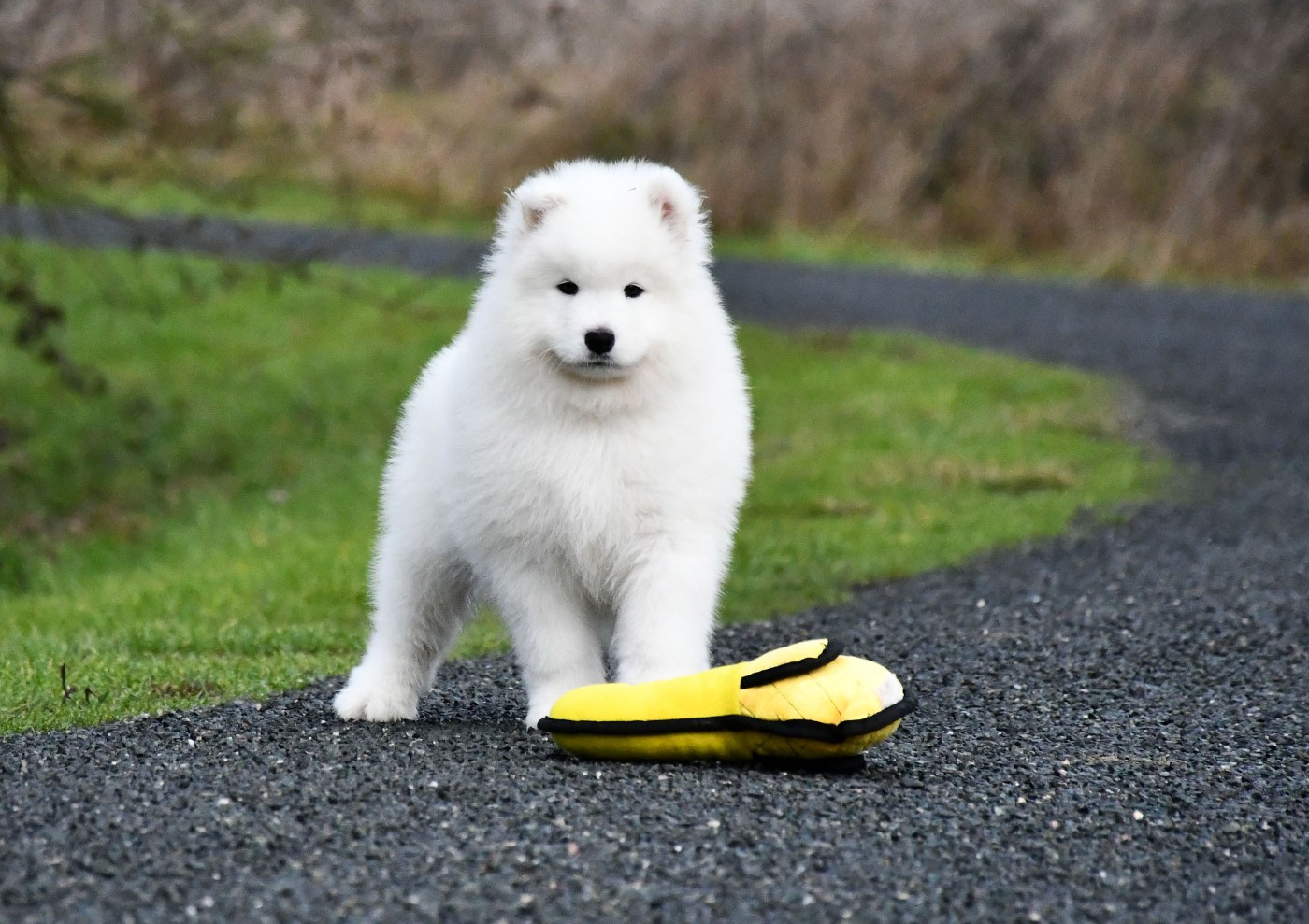 du chemin de la belle etoile - Chiots disponibles - Samoyède