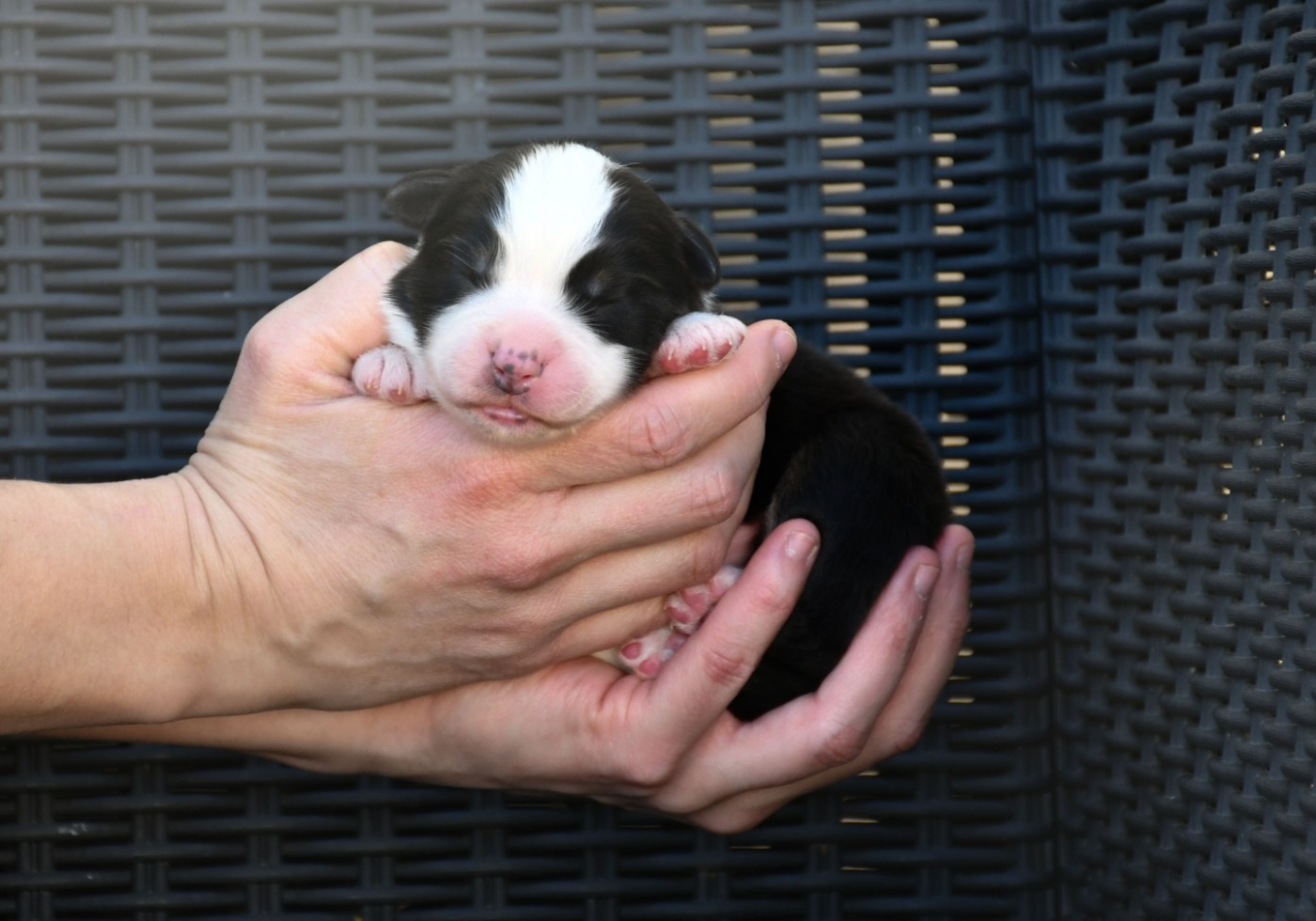 du chemin de la belle etoile - Chiots disponibles - Berger Australien