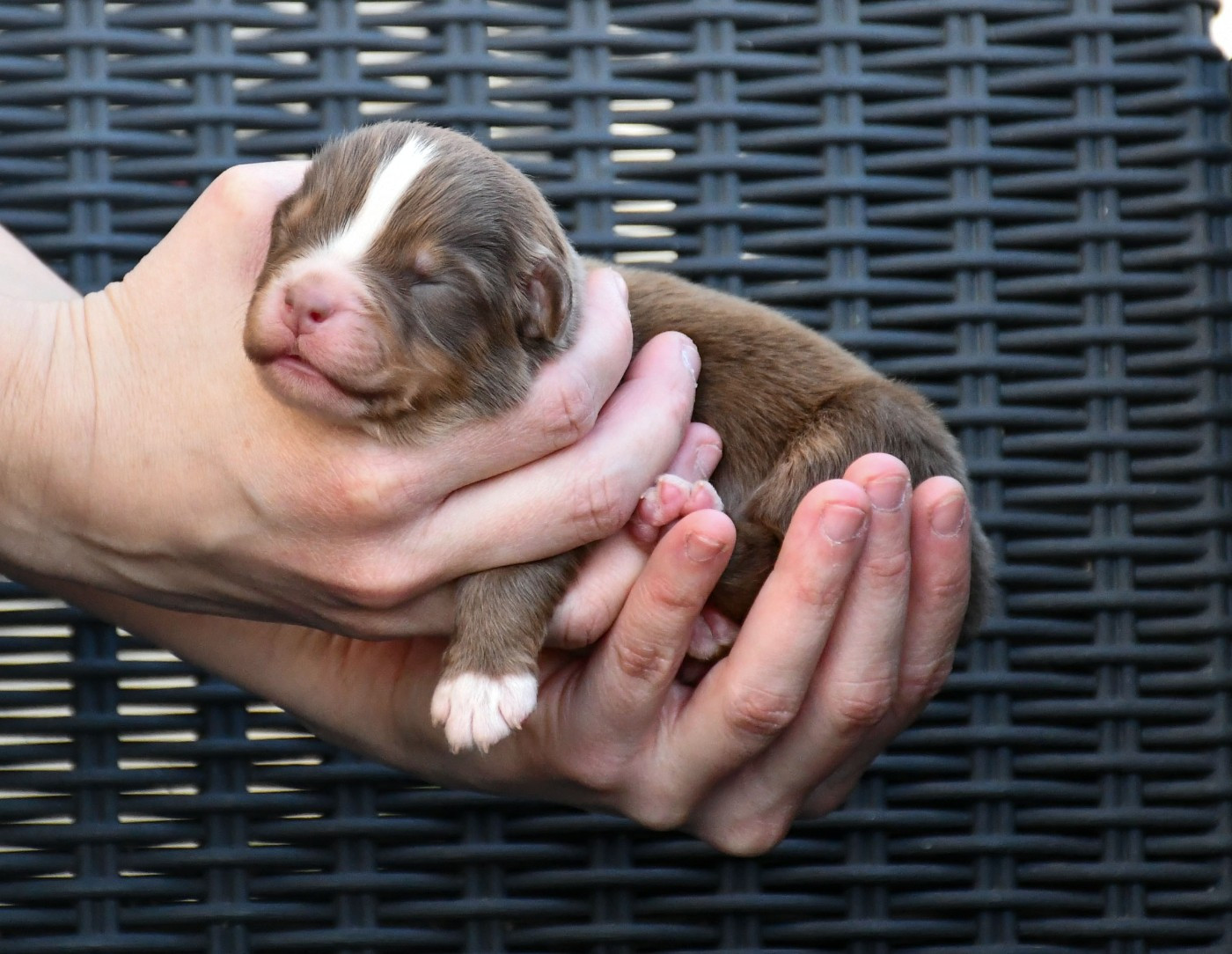 du chemin de la belle etoile - Chiots disponibles - Berger Australien