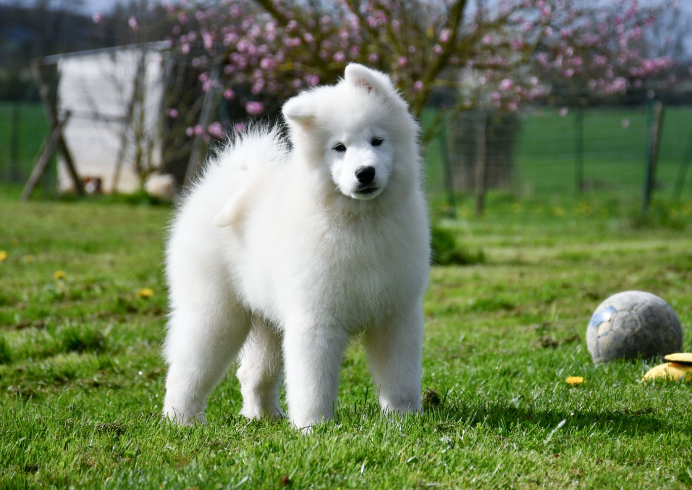 du chemin de la belle etoile - Chiots disponibles - Samoyède