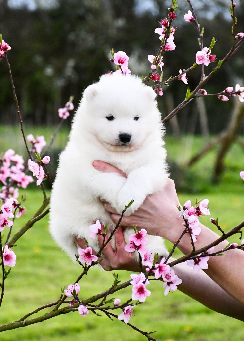 du chemin de la belle etoile - Chiots disponibles - Samoyède