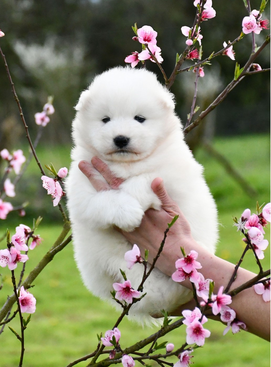 du chemin de la belle etoile - Chiots disponibles - Samoyède