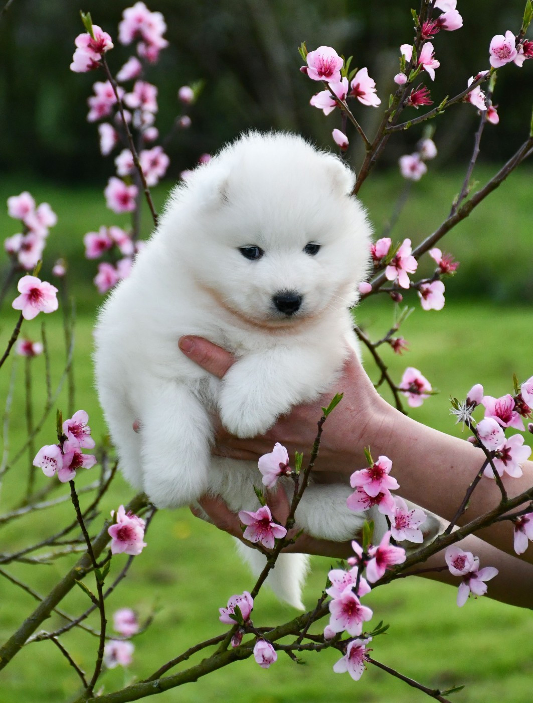 du chemin de la belle etoile - Chiots disponibles - Samoyède