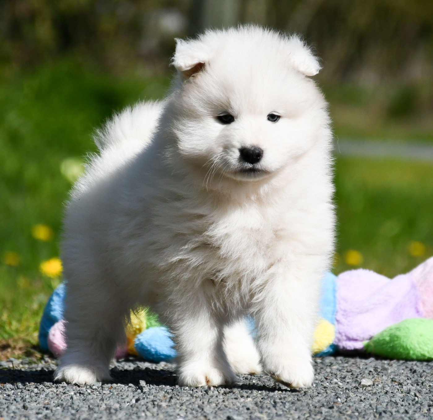 du chemin de la belle etoile - Chiots disponibles - Samoyède