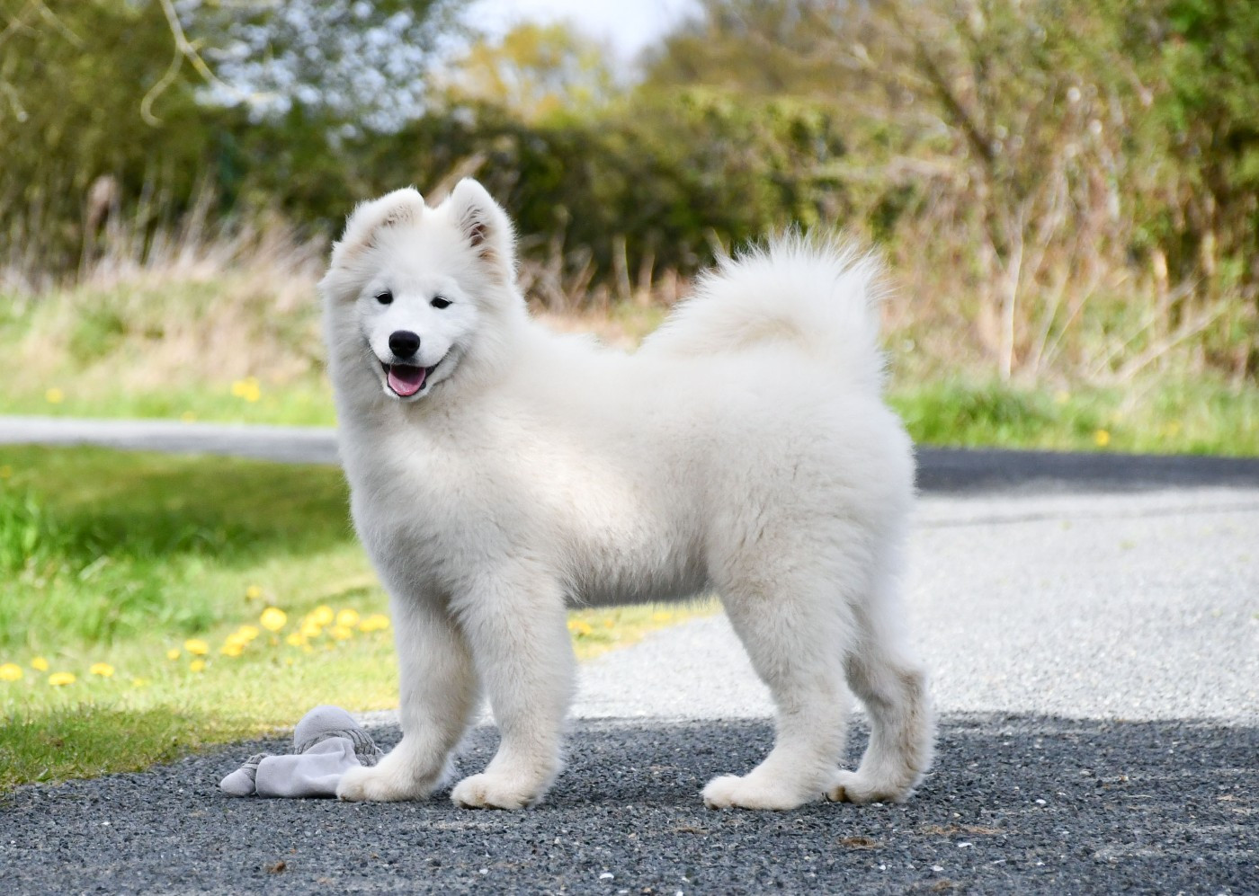 du chemin de la belle etoile - Chiots disponibles - Samoyède